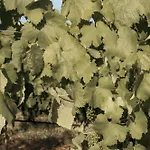 Kwatera prywatna Canhoto Douro *