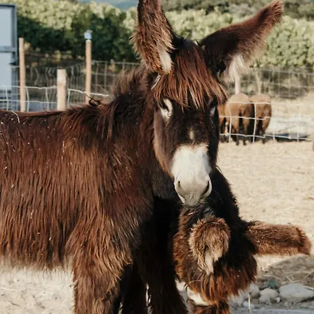 בית אירוח Canhoto Douro