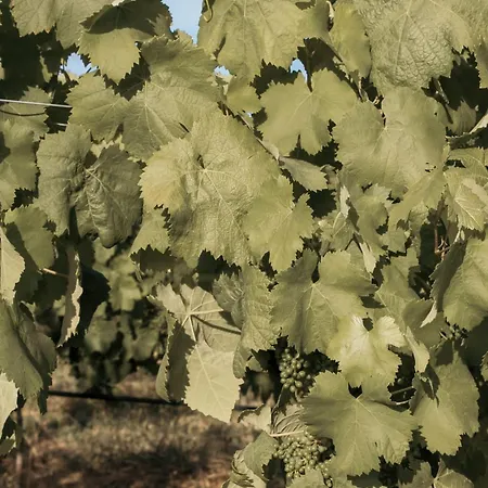 Проживание в семье Canhoto Douro *