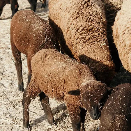 Проживание в семье Canhoto Douro Sao Lourenco do Douro