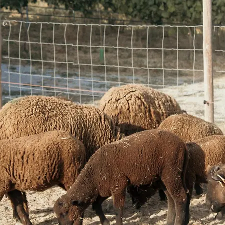 Canhoto Douro * São Lourenço do Douro
