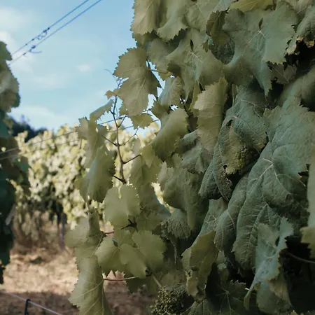 בית אירוח Canhoto Douro *