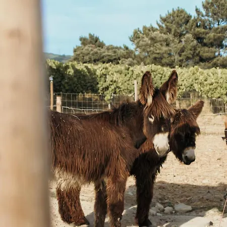 홈스테이 Canhoto Douro São Lourenço do Douro