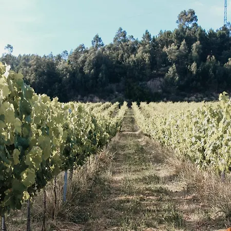 Canhoto Douro *