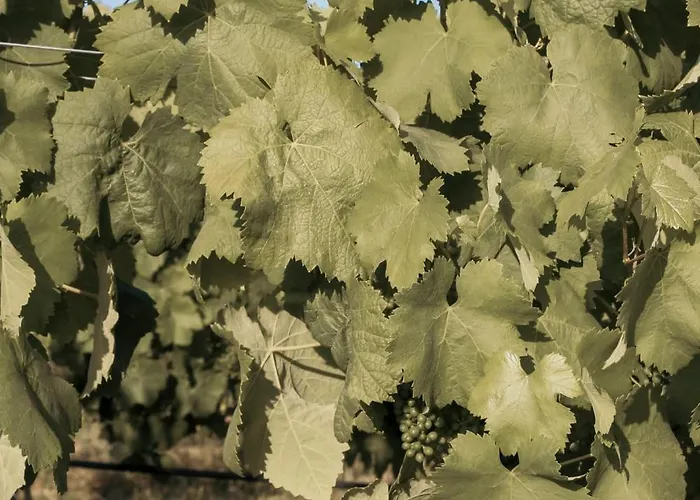 Séjour chez l'habitant Canhoto Douro *