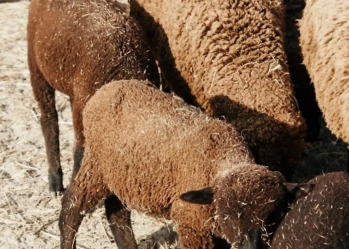 Séjour chez l'habitant Canhoto Douro São Lourenço do Douro
