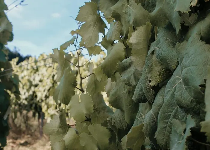 Habitación en casa particular Canhoto Douro *