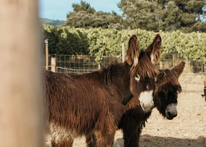 Séjour chez l'habitant Canhoto Douro São Lourenço do Douro